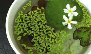 一叶莲水培怎么养（一叶莲水培怎么养鱼）