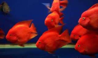 鹦鹉鱼怎么养最红（鹦鹉鱼怎么养最红色）