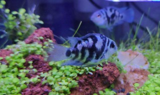 水草怎么养（水草怎么养才不会烂）