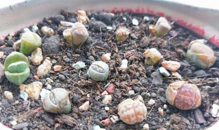 生石花怎么养 生石花怎么养大