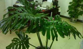 龟背竹怎么养（龟背竹怎么养护与浇水）