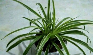 金边吊兰怎么养长得好（金边吊兰用什么肥料最好）