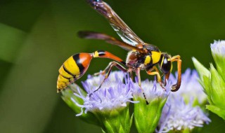 黄蜂蛰伤怎样处理（马蜂蛰了怎么消肿止痒）