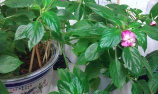 玻璃翠花怎么养 重瓣玻璃翠花怎么养