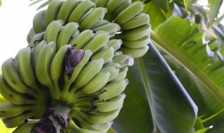 香焦怎样保鲜 香焦怎样保鲜?