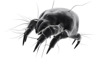 怎样灭跳蚤 怎么灭跳蚤最有效