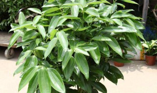 平安树怎样养 平安树怎么养才茂盛