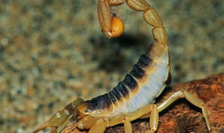 蝎子怎么养 养2000只蝎子成本和利润