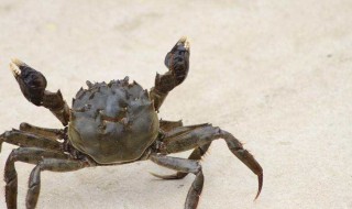 螃蟹怎么养 螃蟹怎么养殖