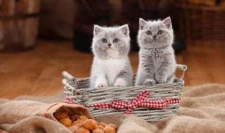 猫怎么养（猫怎么养才亲近你）