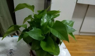 绿罗花怎么养 绿萝花怎么养才能养得更好