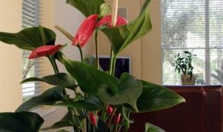 怎样看出红掌该浇水了（红掌摆放禁忌放在客厅）