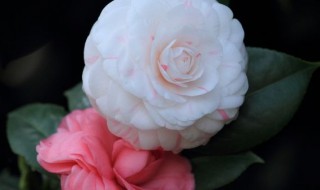 山茶花怎么养 山茶花怎么养殖方法和注意事项