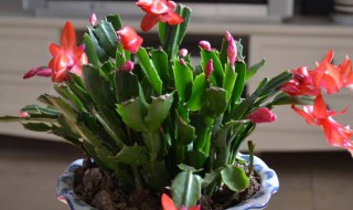 蟹爪兰夏天怎么养（蟹爪兰夏天怎么养护浇水）