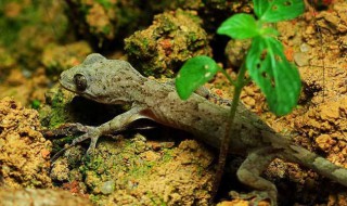 怎样防止壁虎爬到床上 怎样防止壁虎爬到床上来