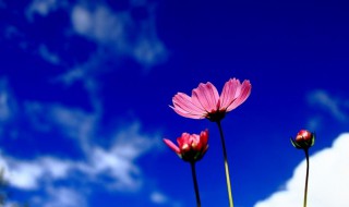 花带来的美好心情说说（看到花心情好的句子）