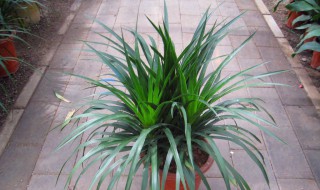 龙血树怎么养 龙血树怎么养护与浇水