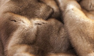 貂和水貂有什么区别 水貂毛是真貂吗