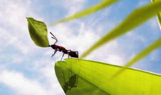 房间里有蚂蚁怎么去除 房间里有蚂蚁什么办法可以去除它