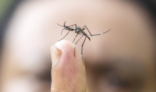 蚊子的寿命有多长（1000只蚊子能咬死人吗）