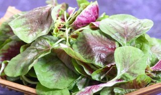 当季蔬菜有哪些 三月份的当季蔬菜有哪些