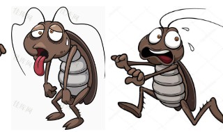 怎样灭蟑螂最有效（怎样灭蟑螂最有效的方法视频）