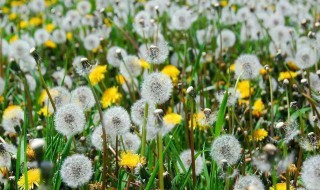 蒲公英的作用与功效有哪些 蒲公英的功效与作用的功能
