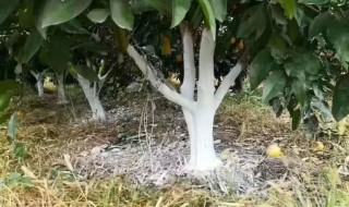 果树涂白的作用是什么（果树涂白的作用是什么意思）
