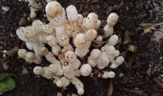 鸡腿菇出菇后怎样管理（鸡腿菇出菇后怎样管理好吃）