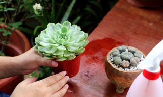 多肉烂根怎么处理（多肉烂根怎么处理,没有多菌灵）
