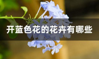 开蓝色花的花卉有哪些（能开蓝色花的花卉）