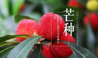 芒种时间要干什么 芒种在什么时间