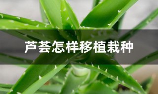 芦荟怎样移植栽种（怎样种芦荟 移植）