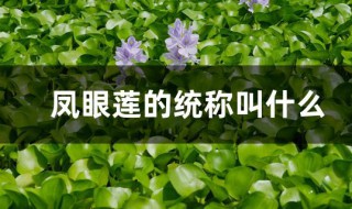 凤眼莲的统称叫什么（凤眼莲的通称）