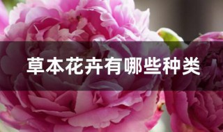 草本花卉有哪些种类 冬季草本花卉有哪些种类