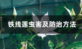 铁线莲病虫害及解决方法 铁线莲虫害防治