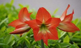 朱顶红开完花从哪里剪（朱顶红开完花从哪里剪叶子）