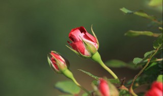 月季花的品种 月季花的品种名字及图片