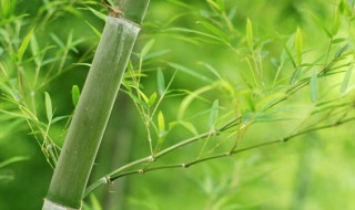 家中竹子开花了怎么办 家中竹子开花了怎么办小妙招