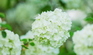 白色绣球花的花语（白色绣球花花语诗句）