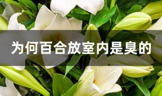 为何百合放室内是臭的 为何百合放室内是臭的味道
