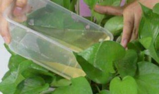 烟蒂水可以浇花驱虫吗 烟蒂水可以浇花驱虫吗视频