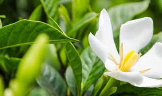 栀子花放卧室对人身体有影响吗 栀子花放卧室对人身体有影响吗视频