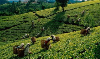 哪些地方盛产茶叶（中国哪个地方盛产茶叶）