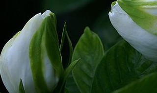 栀子花有白色的虫子怎么办 栀子花上有白色的虫子怎么办