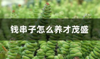 钱串子怎么养才茂盛（钱串子怎么养爆盆）