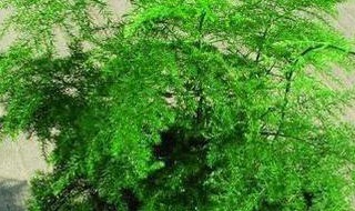 文竹新芽太长怎么办 文竹新芽太长怎么办呢