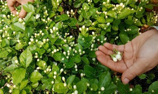 茉莉花施什么肥（茉莉花施什么肥料长得好）