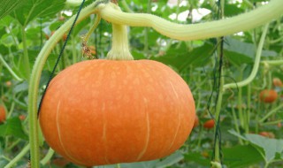 日本南瓜的种植方法和时间（日本南瓜的种植方法和时间图片）