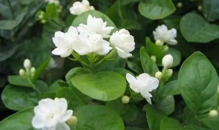 茉莉花不长叶子怎么回事（茉莉花老长叶子不开花）
